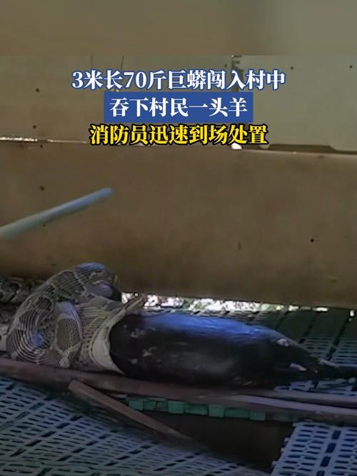 村民称2只狼咬死30只羊 当地回应