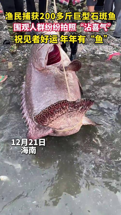福建一渔民捕获巨型石斑：长1.8米