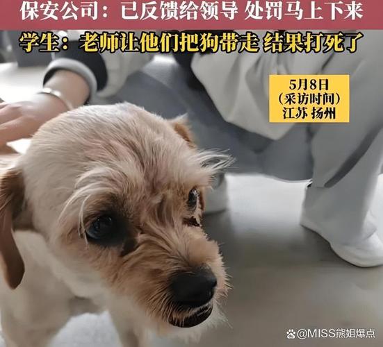 学校保安打死校园流浪狗？校长回应