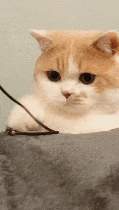 手机端如何设置成小猫动态壁纸