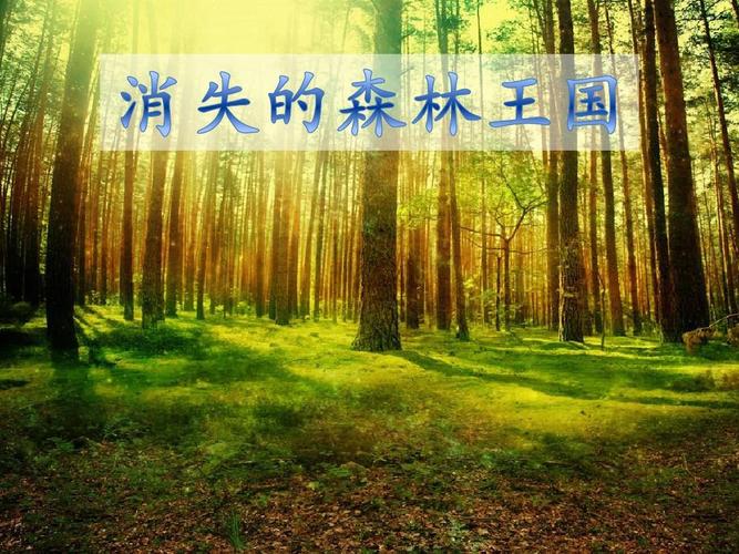 中国消失的森林正“全盘复活”