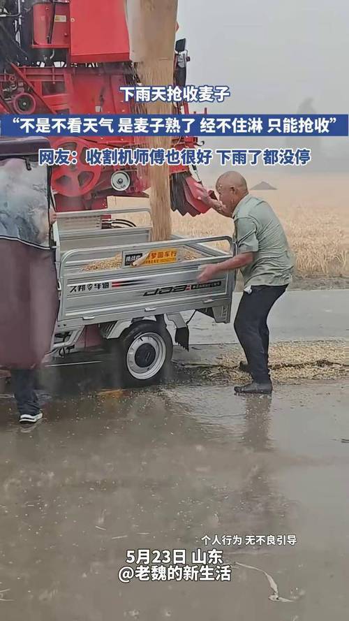 台风来袭 男子连夜帮农户抢收稻子