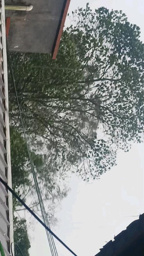 桦加沙狂袭阳江 湖面翻腾树木狂舞