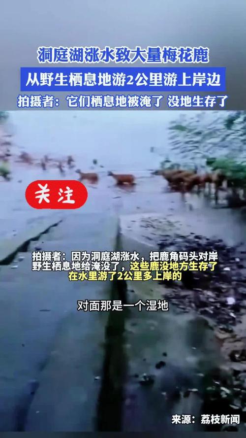 台湾梅花鹿在台风巨浪中游泳