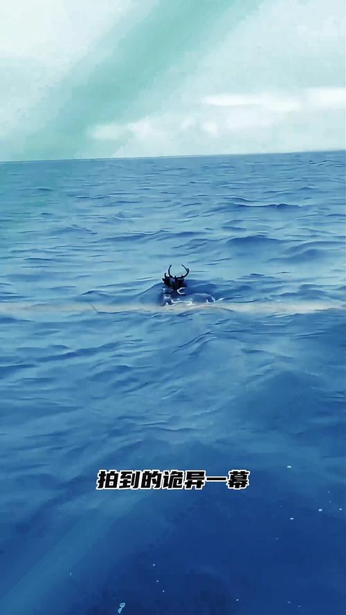 台湾梅花鹿在台风巨浪中游泳