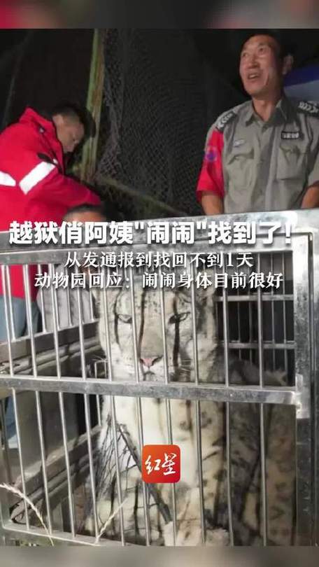 “越狱”雪豹“闹闹”已被找到