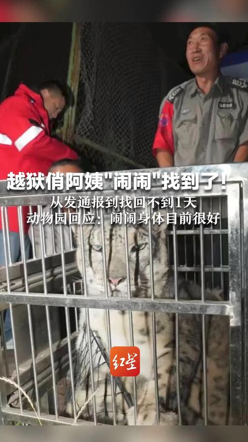 “越狱”雪豹“闹闹”已被找到
