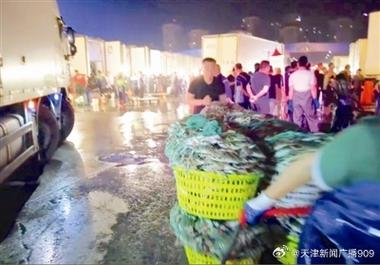 天津大量螃蟹爬上马路 有人捡十斤