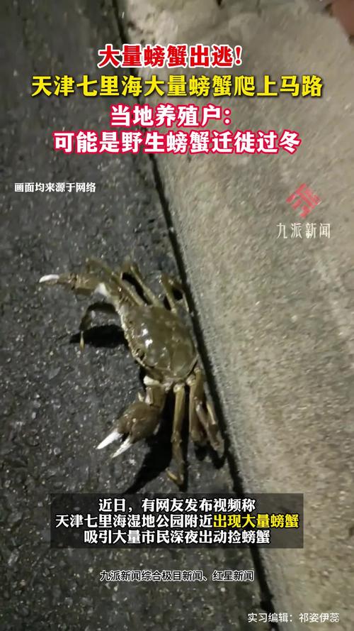 天津大量螃蟹爬上马路 有人捡十斤