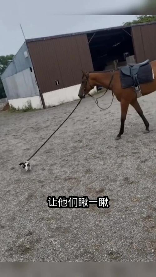 牵马一起的短视频怎么制作