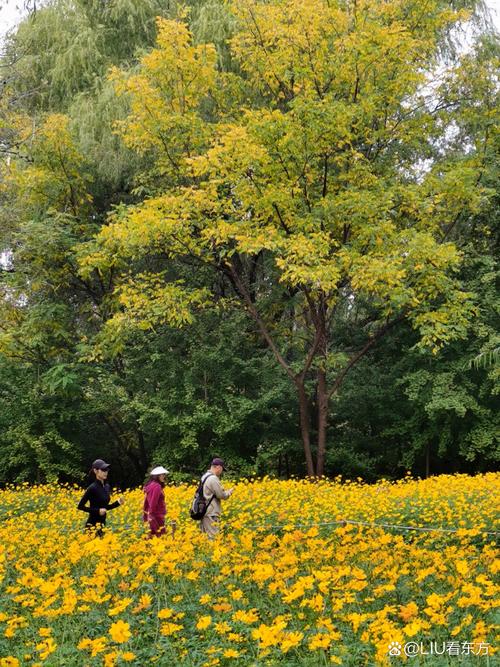 北京秋花进入盛花期
