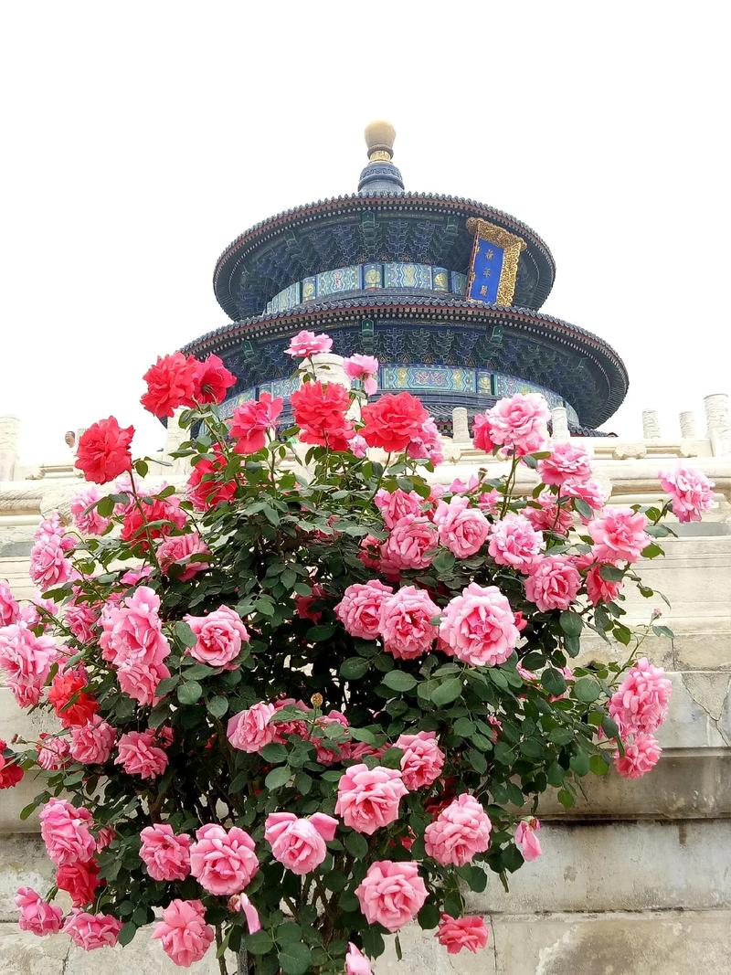 北京秋花进入盛花期