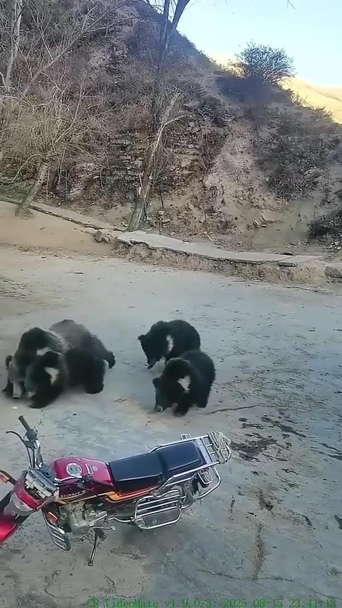 一大一小藏马熊闯入村庄民宅