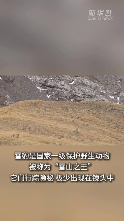 青海湖首次拍到3只雪豹同框