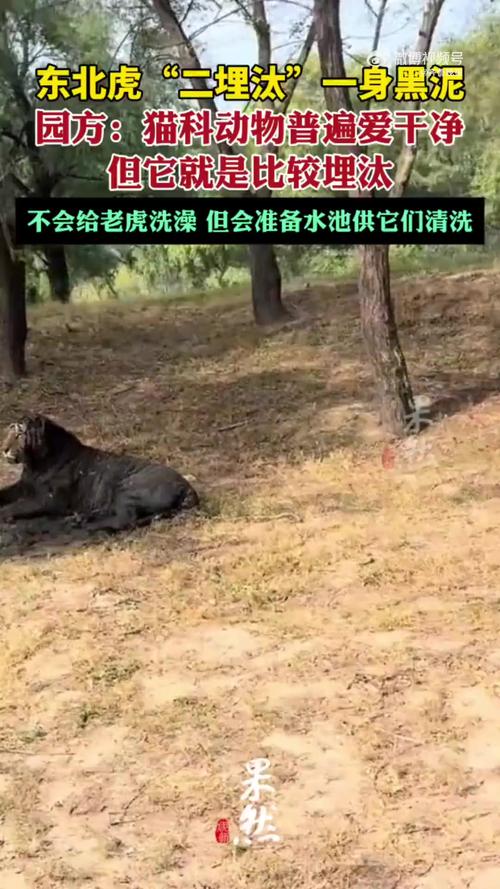 园方回应东北虎二埋汰脏出新高度