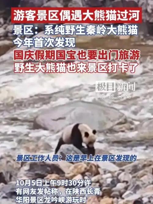 游客偶遇大熊猫过河 景区：纯野生