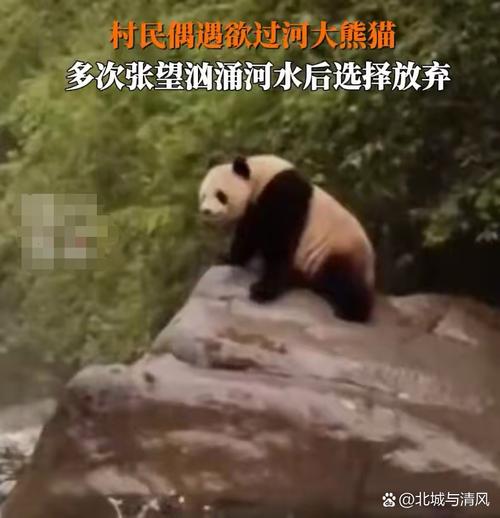 游客偶遇大熊猫过河 景区：纯野生