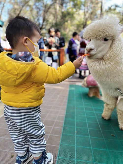 游客投喂胡萝卜 羊驼：真吃不动了