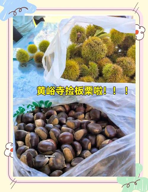 景区回应游客捡板栗壳被说成偷东西