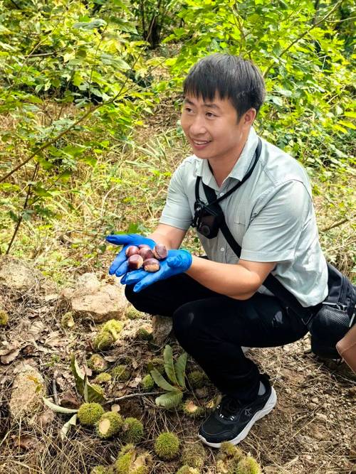 景区回应游客捡板栗壳被说成偷东西
