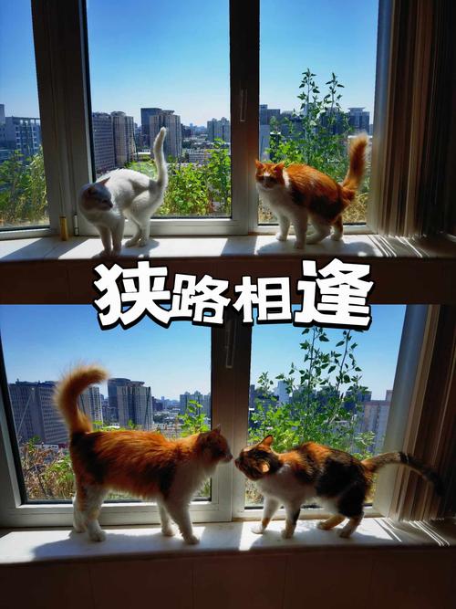 红白事“狭路相逢”到底谁让谁