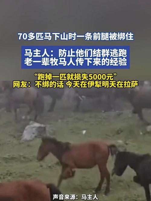 70多匹马被绑一条前腿 主人回应