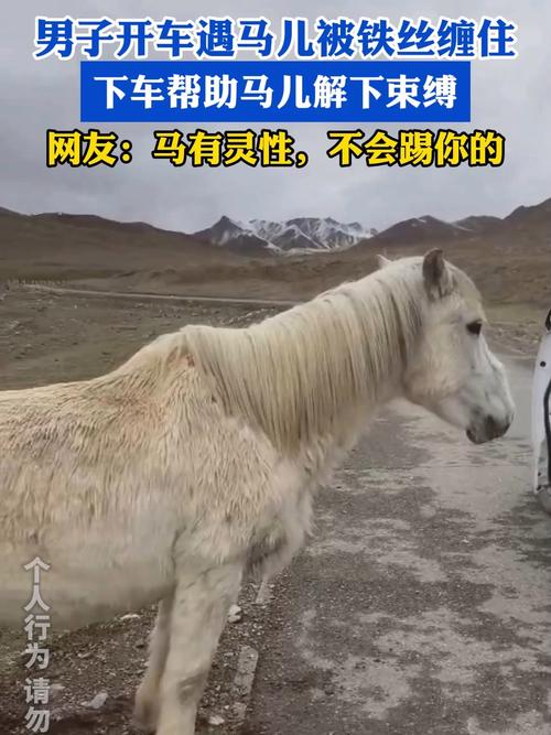70多匹马被绑一条前腿 主人回应