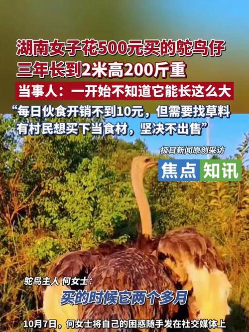 主人养鸵鸟3年长到2米高200斤