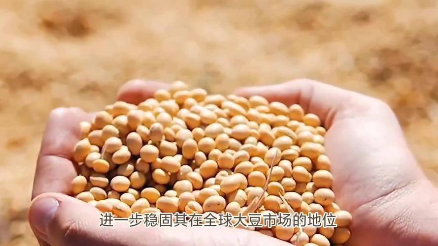 中国近半年没买过美国一粒大豆