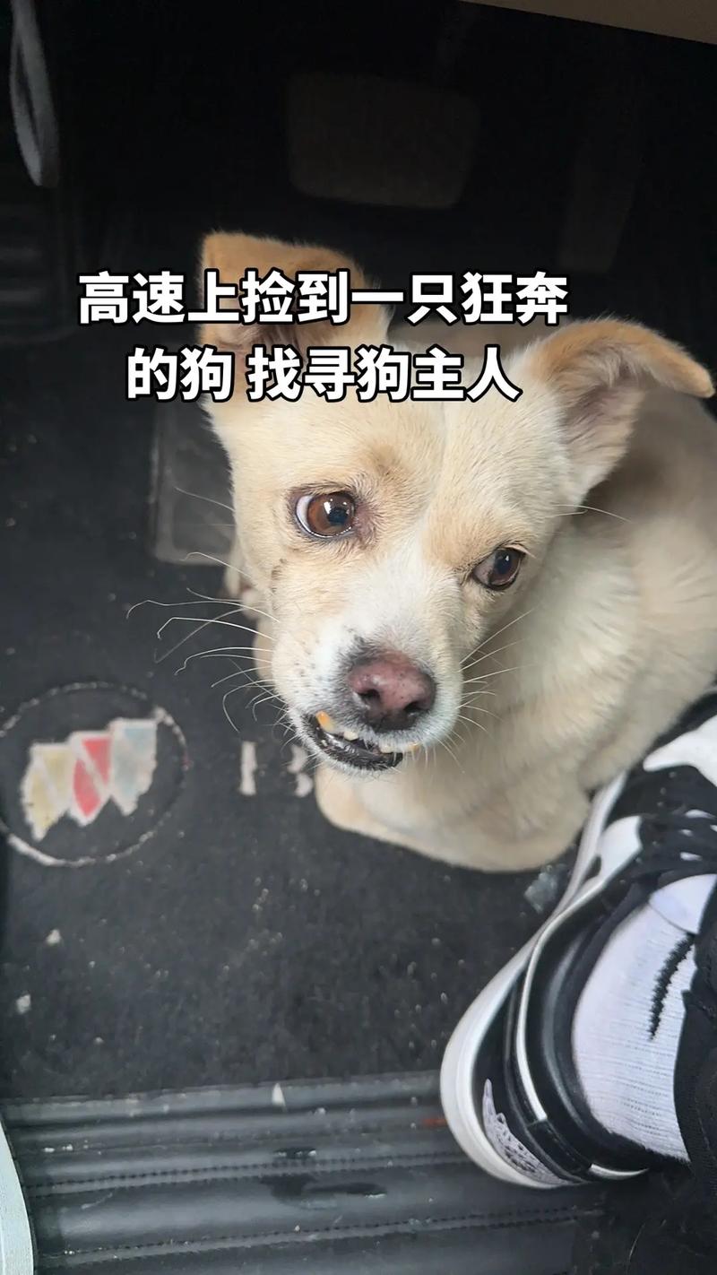 主人来找国庆“被弃高速”的小狗了