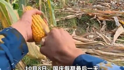 大学生国庆8天假掰了7天半玉米