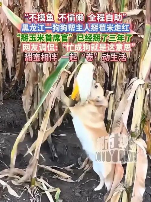 主人称狗狗下地掰玉米掰了三年了