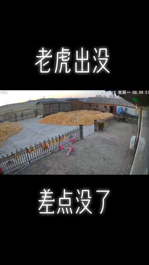 贵州金沙路边有老虎出没系谣言