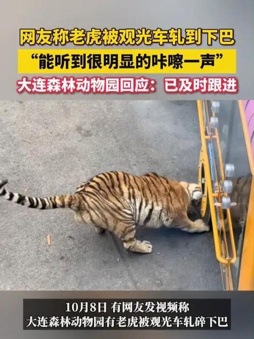 观光车压碎老虎下巴?动物园回应