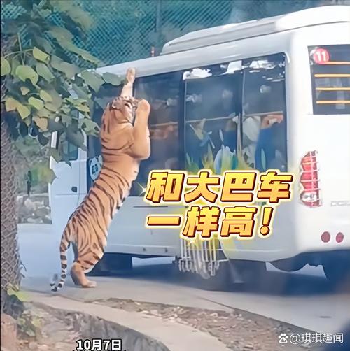 观光车压碎老虎下巴?动物园回应