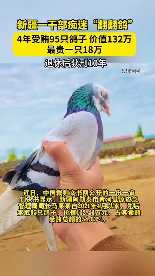 干部痴迷“翻翻鸽”4年受贿95只