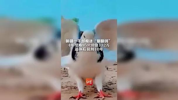 干部痴迷“翻翻鸽”4年受贿95只
