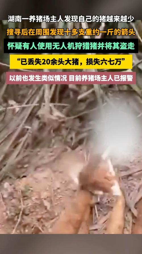养猪场丢失20多头猪发现多支箭头