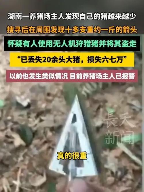 养猪场丢失20多头猪发现多支箭头