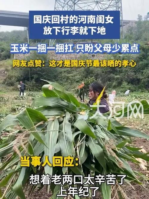 下雨天女儿请吊车帮父母收玉米