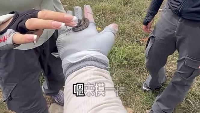 驴友爬山捡到毒蛇后轮流抚摸