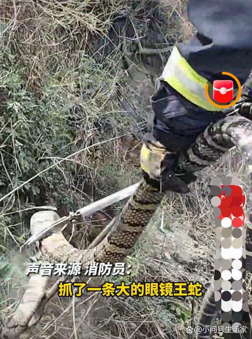 驴友爬山捡到毒蛇后轮流抚摸