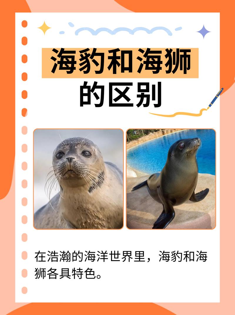 3岁母狮一晚上能猎杀40只海豹