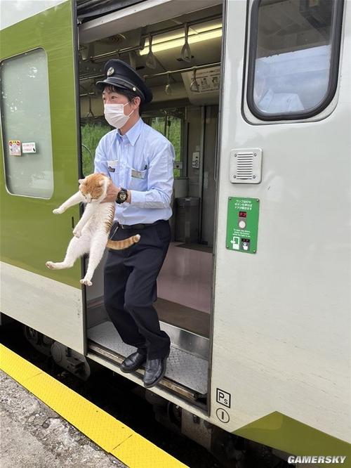 猫咪在家当起了“列车员”