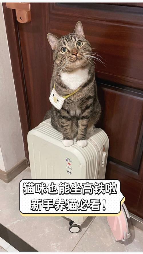 猫咪在家当起了“列车员”