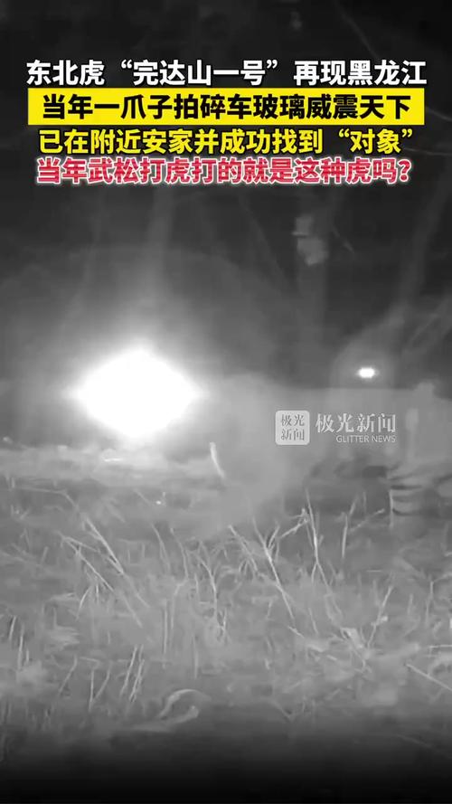 东北虎“完达山一号”再现黑龙江