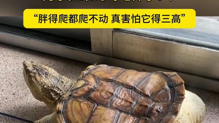 男子捡来的乌龟养了9年胖到爬不动