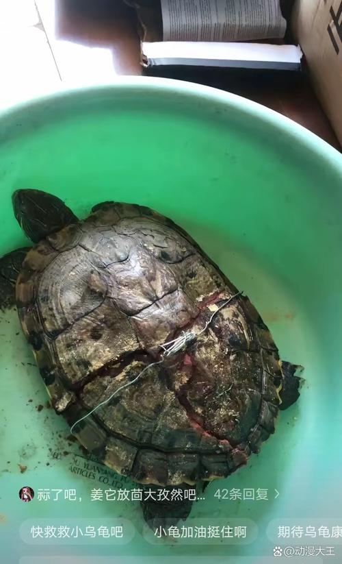 男子捡来的乌龟养了9年胖到爬不动