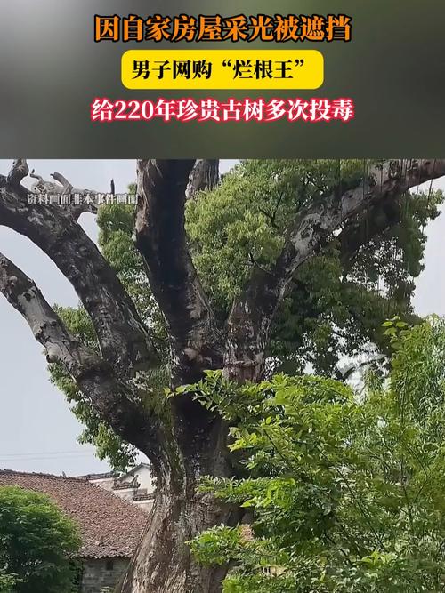 男子嫌古树挡光多次投毒
