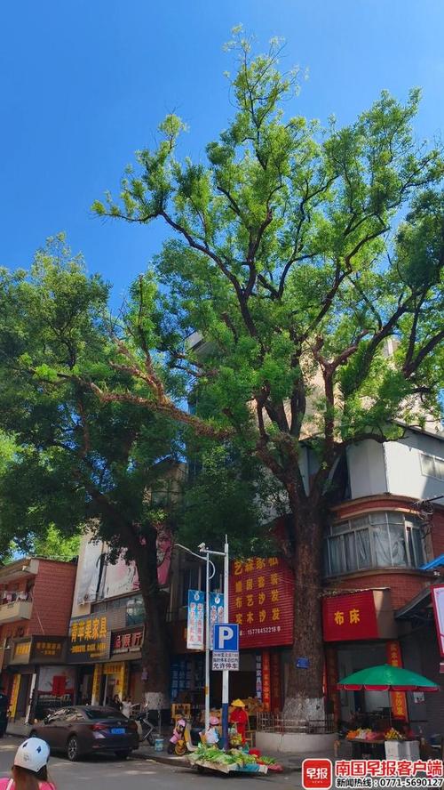 男子嫌古树挡光多次投毒